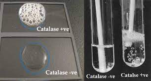 Phản Ứng Catalase: Vai Trò và Ứng Dụng Trong Cuộc Sống